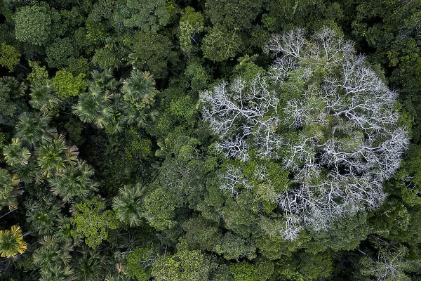 Aerial view of Kapok  /  Ceiba tree (Ceiba pentandra) in the Amazonian canopy, Yasuni National Park