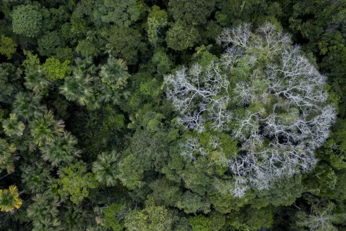 Framed Print : Aerial view of Kapok / Ceiba tree (Ceiba pentandra) in the Amazonian canopy, Yasuni National Park Framed Print : Aerial view of Kapok / Ceiba tree (Ceiba pentandra) in the Amazonian canopy, Yasuni National Park