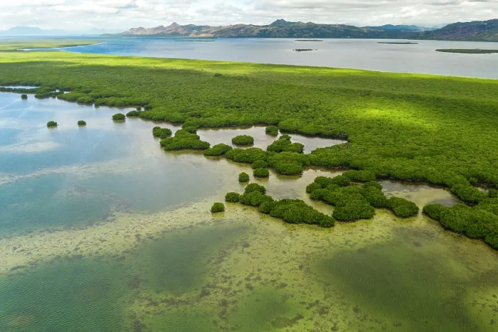 Framed Print : Aerial view of a large mangrove forest, Cakaudrove Province, Vanua Levu, Fiji. October, 2019 Framed Print : Aerial view of a large mangrove forest, Cakaudrove Province, Vanua Levu, Fiji. October, 2019