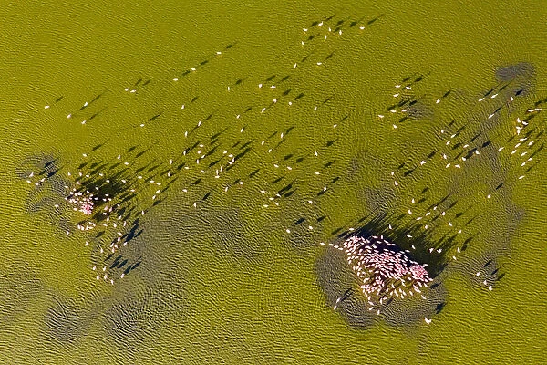 Aerial view of Lesser flamingos (Phoeniconaias minor), mating display Lake Magadi