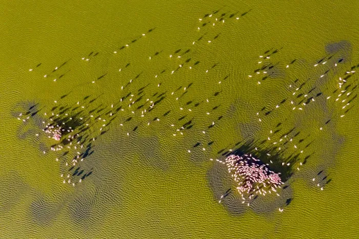 Framed Print : Aerial view of Lesser flamingos (Phoeniconaias minor), mating display Lake Magadi