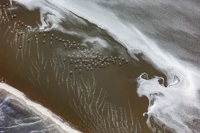 Framed Print : Aerial view of Lesser flamingos (Phoeniconaias minor) flock in flight over Lake Magadi, Kenya