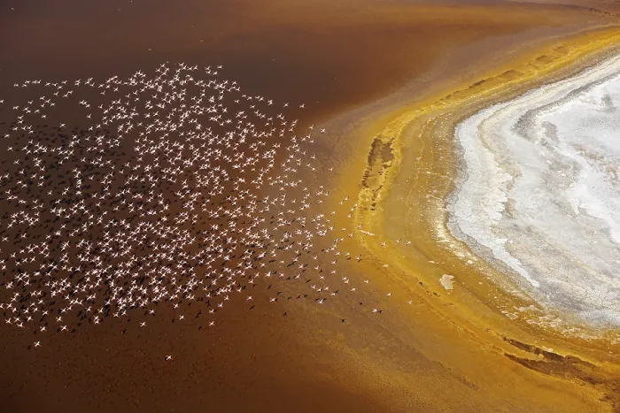 Framed Print : Aerial view of Lesser flamingos (Phoeniconaias minor) flock in flight over Lake Magadi, Kenya