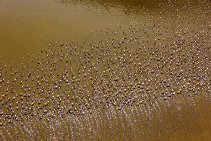 Framed Print : Aerial view of Lesser flamingos (Phoeniconaias minor) flock in flight over Lake Magadi, Kenya