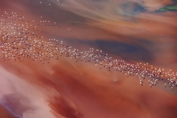 Framed Print : Aerial view of Lesser flamingos (Phoeniconaias minor) flock in flight over Lake Magadi, Kenya