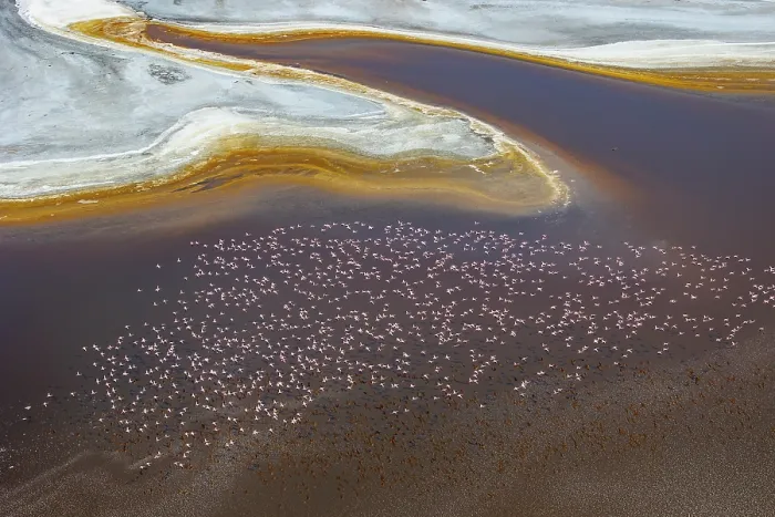 Framed Print : Aerial view of Lesser flamingos (Phoeniconaias minor) flock in flight over Lake Magadi, Kenya