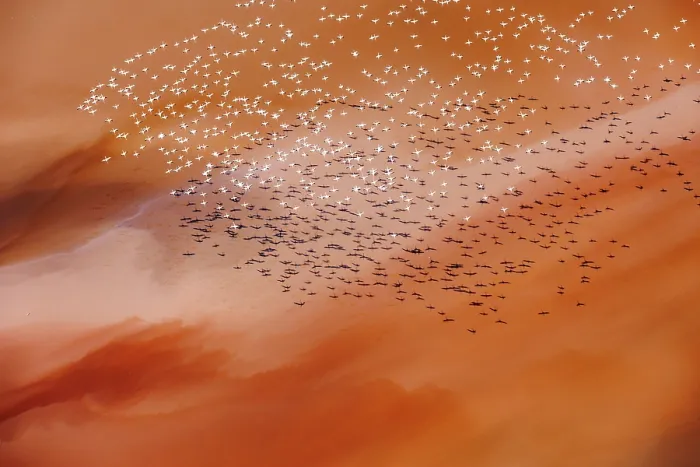 Framed Print : Aerial view of Lesser flamingos (Phoeniconaias minor) flock in flight over Lake Magadi, Kenya
