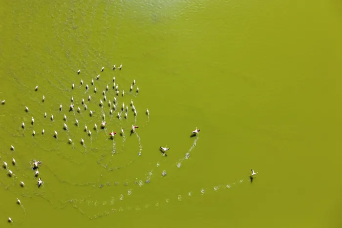 Framed Print : Aerial view of Lesser flamingos (Phoeniconaias minor) flock landing on Lake Magadi, Kenya