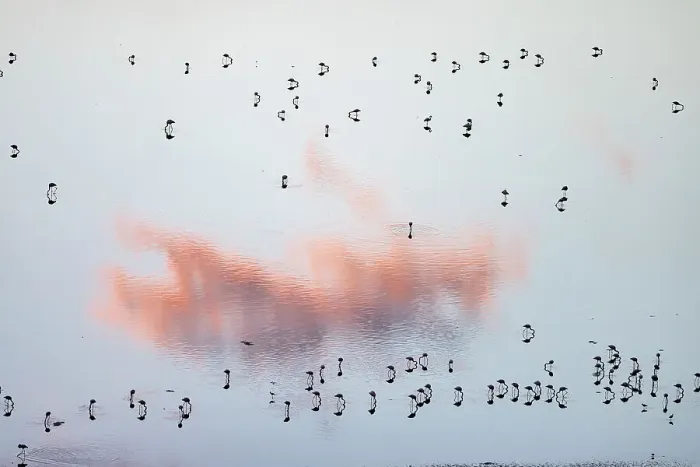 Framed Print : Aerial view of Lesser flamingos (Phoeniconaias minor) foraging at dusk. Lake Magadi, Great rift valley, Kenya