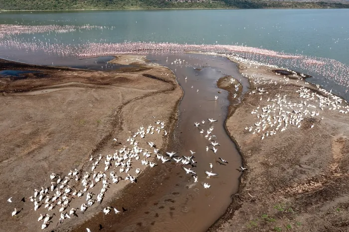Framed Print : Aerial view of Lesser flamingos (Phoeniconaias minor) and Great white pelicans (Pelecanus onocrotalus) on Lake Elementeita, Soysambu conservancy, Kenya