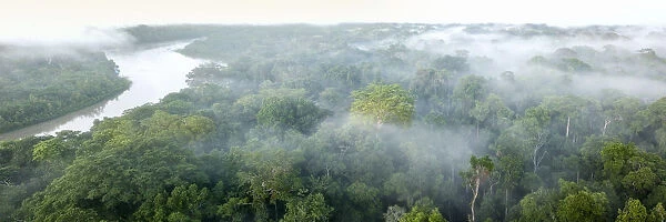 Aerial view of lowland Amazonia rainforest in morning mist. Manu Biosphere Reserve, Amazonia, Peru