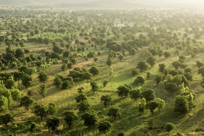 Framed Print : Aerial view of Mango plantations, Siby, Mali. October, 2017 Framed Print : Aerial view of Mango plantations, Siby, Mali. October, 2017