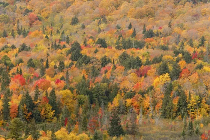 Framed Print : Aerial view of mixed deciduous and coniferous trees in early autumn, Porcupine Mountains Framed Print : Aerial view of mixed deciduous and coniferous trees in early autumn, Porcupine Mountains