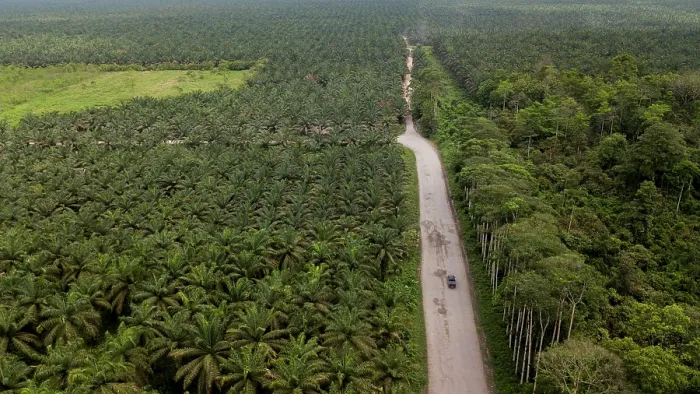 Framed Print : Aerial view of a new, artificial forest made of Palm oil trees replacing the Ecuadorian Choco rainforests, Golondrinas, Esmeraldas, Ecuador. February, 2018 Framed Print : Aerial view of a new, artificial forest made of Palm oil trees replacing the Ecuadorian Choco rainforests, Golondrinas, Esmeraldas, Ecuador. February, 2018