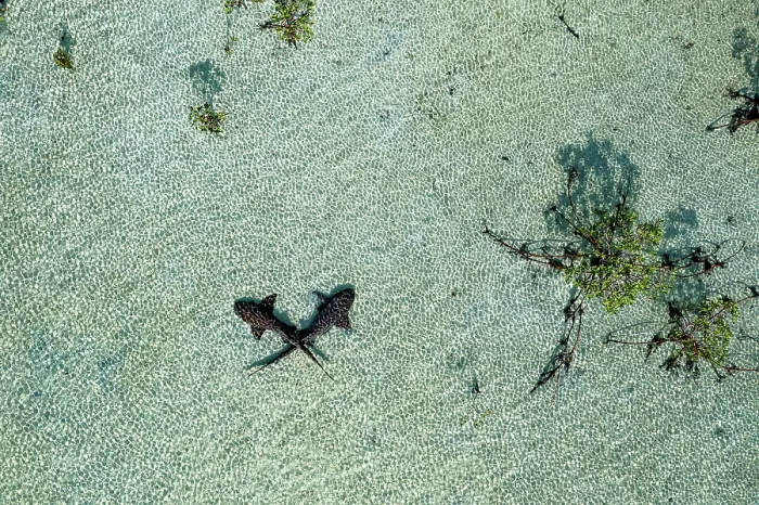 Framed Print : Aerial view of Nurse sharks (Ginglymostoma cirratum) pair, in shallow water over sand flat, Eleuthera, Bahamas, Caribbean Sea Framed Print : Aerial view of Nurse sharks (Ginglymostoma cirratum) pair, in shallow water over sand flat, Eleuthera, Bahamas, Caribbean Sea