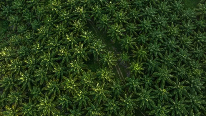 Framed Print : Aerial view of an Oil palm (Genus Elaeis) plantation, New Ireland, Papua New Guinea. November, 2023 Framed Print : Aerial view of an Oil palm (Genus Elaeis) plantation, New Ireland, Papua New Guinea. November, 2023