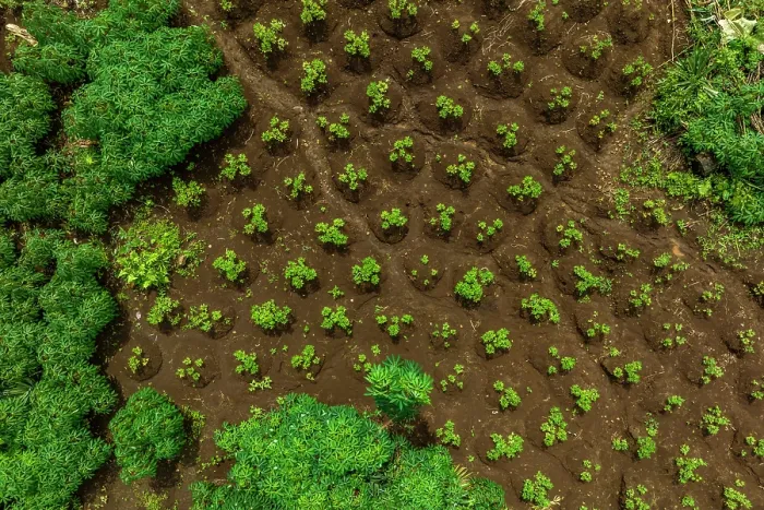 Framed Print : Aerial view of Peanut (Arachis hypogaea) plants on a farm near the Koarare Community, Kolombangara Island, Western Province, Solomon Islands. July, 2023 Framed Print : Aerial view of Peanut (Arachis hypogaea) plants on a farm near the Koarare Community, Kolombangara Island, Western Province, Solomon Islands. July, 2023