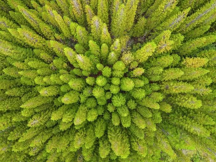 Framed Print : Aerial view of a Pine (Pinus sp.) forest on the slopes of Haleakala Volcano, Maui, Hawaii, USA. October