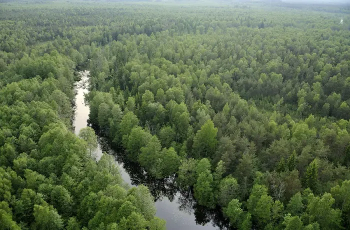 Framed Print : Aerial view of river flowing through forest, Kemeri National Park, Latvia, June 2009 Framed Print : Aerial view of river flowing through forest, Kemeri National Park, Latvia, June 2009