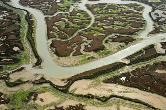 Framed Print : Aerial view of river in marshes at low tide exposing Seaweed, Baha de Cdiz Natural Park Framed Print : Aerial view of river in marshes at low tide exposing Seaweed, Baha de Cdiz Natural Park