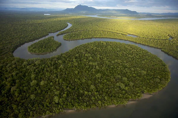 Aerial view of rivers and mangrove forest. Sarawak Mangrove Reserve, Sarawak, Borneo, Malaysia
