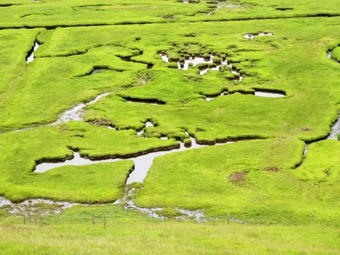 Framed Print : Aerial view of saltmarsh, Garderhouse, Shetland, Scotland, UK. June, 2022 Framed Print : Aerial view of saltmarsh, Garderhouse, Shetland, Scotland, UK. June, 2022