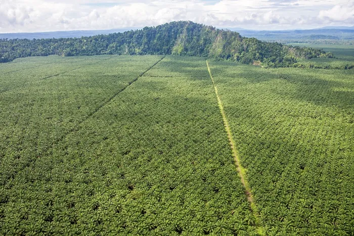 Framed Print : Aerial view showing huge Oil palm (Elaeis sp.) plantation, New Britain, Papua New Guinea. September, 2016 Framed Print : Aerial view showing huge Oil palm (Elaeis sp.) plantation, New Britain, Papua New Guinea. September, 2016