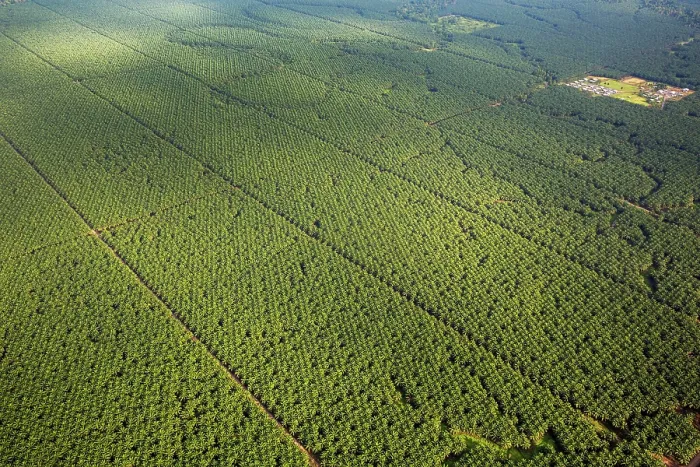 Framed Print : Aerial view showing huge Oil palm (Elaeis sp.) plantation, New Britain, Papua New Guinea. September, 2016 Framed Print : Aerial view showing huge Oil palm (Elaeis sp.) plantation, New Britain, Papua New Guinea. September, 2016