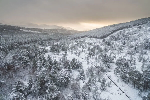 Aerial view of snow covered natural forest at the edge of plantation forest, Ryvoan Pass, Glenmore, Highlands, Scotland, UK. December, 2017