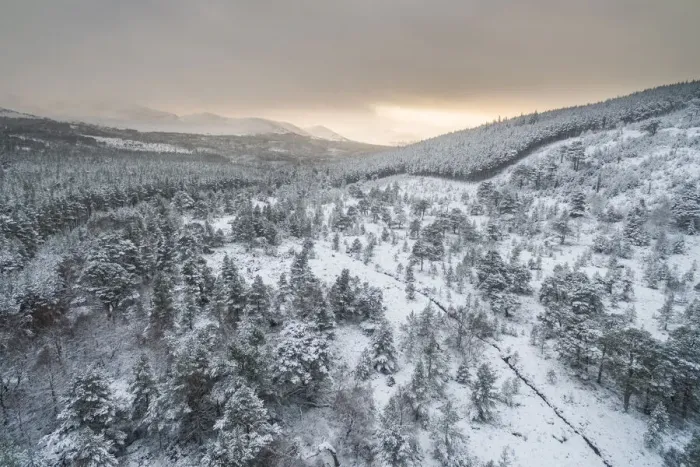 Framed Print : Aerial view of snow covered natural forest at the edge of plantation forest, Ryvoan Pass, Glenmore, Highlands, Scotland, UK. December, 2017 Framed Print : Aerial view of snow covered natural forest at the edge of plantation forest, Ryvoan Pass, Glenmore, Highlands, Scotland, UK. December, 2017