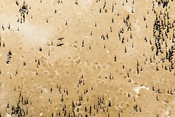 Framed Print : Aerial view of Socotra cormorants (Phalacrocorax nigrogularis) breeding colony, Rubud Al Sharqiyah, Bahrain Framed Print : Aerial view of Socotra cormorants (Phalacrocorax nigrogularis) breeding colony, Rubud Al Sharqiyah, Bahrain