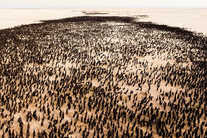 Framed Print : Aerial view of Socotra cormorants (Phalacrocorax nigrogularis) colony at sunrise, Rubud Al Sharqiyah, Bahrain Framed Print : Aerial view of Socotra cormorants (Phalacrocorax nigrogularis) colony at sunrise, Rubud Al Sharqiyah, Bahrain