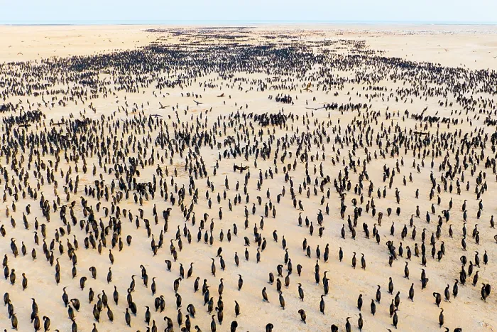 Framed Print : Aerial view of Socotra cormorants (Phalacrocorax nigrogularis) colony at sunrise, Rubud Al Sharqiyah, Bahrain Framed Print : Aerial view of Socotra cormorants (Phalacrocorax nigrogularis) colony at sunrise, Rubud Al Sharqiyah, Bahrain