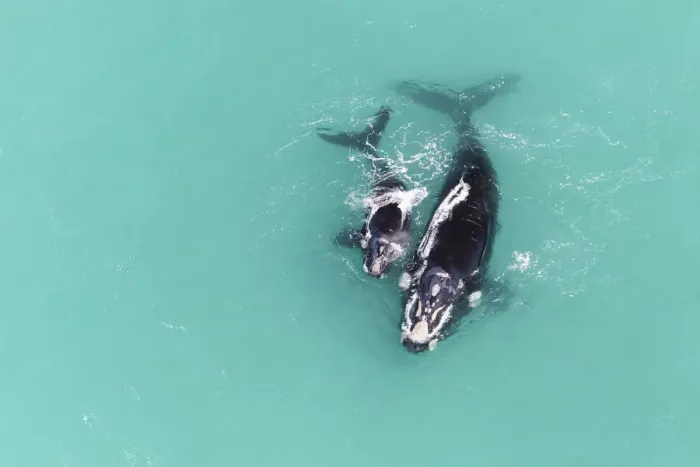 Framed Print : Aerial view of Southern right whale (Eubalaena australis) female with calf in shallow