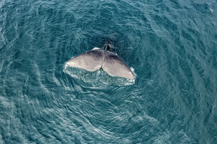 Framed Print : Aerial view of Southern right whale (Eubalaena australis) raising its fluke to dive, Golfo Nuevo, Peninsula Valdez, Chubut Province, Argentina, Atlantic Ocean Framed Print : Aerial view of Southern right whale (Eubalaena australis) raising its fluke to dive, Golfo Nuevo, Peninsula Valdez, Chubut Province, Argentina, Atlantic Ocean