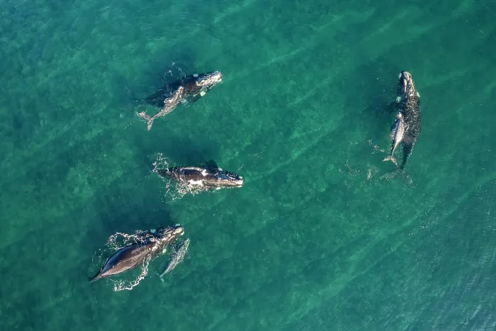 Framed Print : Aerial view of Southern right whales (Eubalaena australis) socialising group of mothers and calves with single individual, Golfo Nuevo, Peninsula Valdez, Chubut Province Framed Print : Aerial view of Southern right whales (Eubalaena australis) socialising group of mothers and calves with single individual, Golfo Nuevo, Peninsula Valdez, Chubut Province