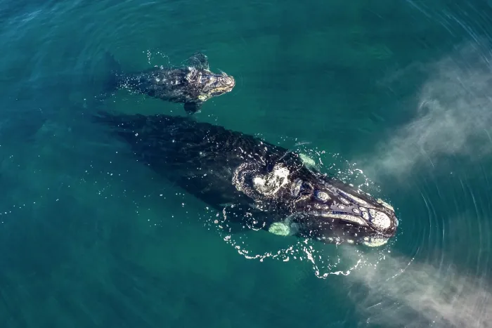 Framed Print : Aerial view of Southern right whales (Eubalaena australis) female and calf surfacing, Golfo Nuevo, Peninsula Valdez, Chubut Province, Argentina, Atlantic Ocean Framed Print : Aerial view of Southern right whales (Eubalaena australis) female and calf surfacing, Golfo Nuevo, Peninsula Valdez, Chubut Province, Argentina, Atlantic Ocean