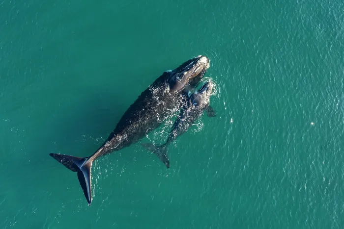 Framed Print : Aerial view of Southern right whales (Eubalaena australis) female and calf swimming together at surface, Golfo Nuevo, Peninsula Valdez, Chubut Province, Argentina, Atlantic Ocean Framed Print : Aerial view of Southern right whales (Eubalaena australis) female and calf swimming together at surface, Golfo Nuevo, Peninsula Valdez, Chubut Province, Argentina, Atlantic Ocean