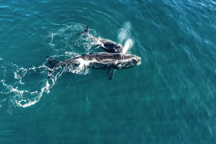 Framed Print : Aerial view of Southern right whales (Eubalaena australis) female and calf swimming together at water surface, Golfo Nuevo, Peninsula Valdez, Chubut Province, Argentina Framed Print : Aerial view of Southern right whales (Eubalaena australis) female and calf swimming together at water surface, Golfo Nuevo, Peninsula Valdez, Chubut Province, Argentina