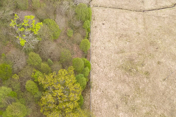 Aerial view of spring woodland protected by deer fence, Isle of Mull, Scotland, UK. May, 2019