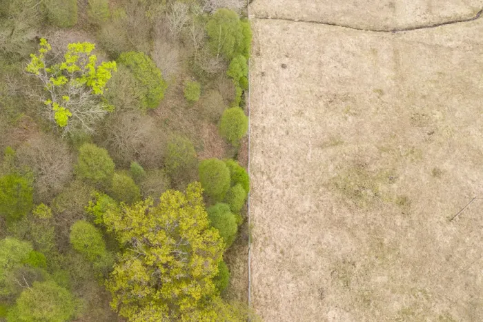 Framed Print : Aerial view of spring woodland protected by deer fence, Isle of Mull, Scotland, UK. May, 2019 Framed Print : Aerial view of spring woodland protected by deer fence, Isle of Mull, Scotland, UK. May, 2019