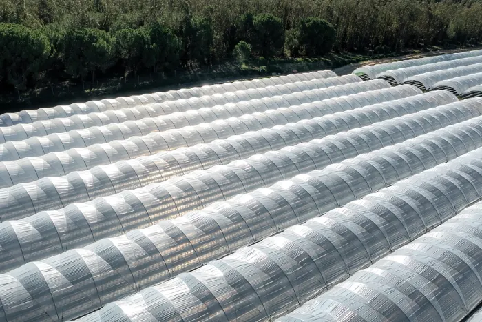 Framed Print : Aerial view of strawberry farms stealing water from Donana wetlands, Andalusia, Spain. November, 2023