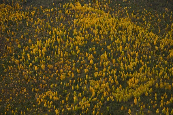 Aerial view of taiga woodland in autumn, Laponia  /  Lappland, Finland