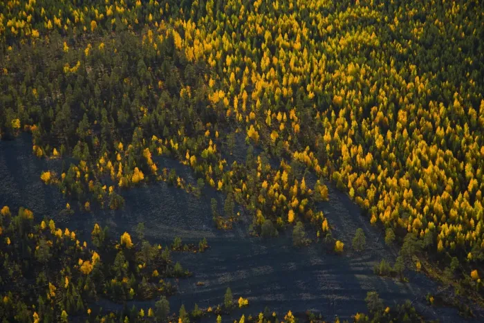 Framed Print : Aerial view of taiga woodland in autumn, Laponia / Lappland, Finland Framed Print : Aerial view of taiga woodland in autumn, Laponia / Lappland, Finland