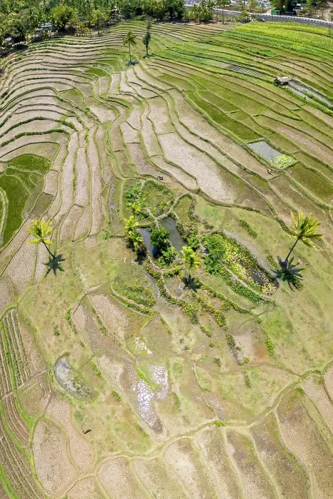 Framed Print : Aerial view of terraced fields, Democratic Republic of Timor-Leste. November, 2023 Framed Print : Aerial view of terraced fields, Democratic Republic of Timor-Leste. November, 2023