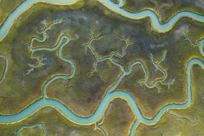 Framed Print : Aerial view of tidal channels in marshland. Mockhorn Island State Wildlife Management Framed Print : Aerial view of tidal channels in marshland. Mockhorn Island State Wildlife Management