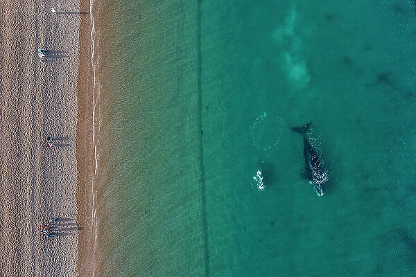 Aerial view of tourists watching Southern right whales (Eubalaena australis) from the coast, Peninsula Valdes, El Doradillo Nature Reserve, Chubut Province, Patagonia, Argentina. August