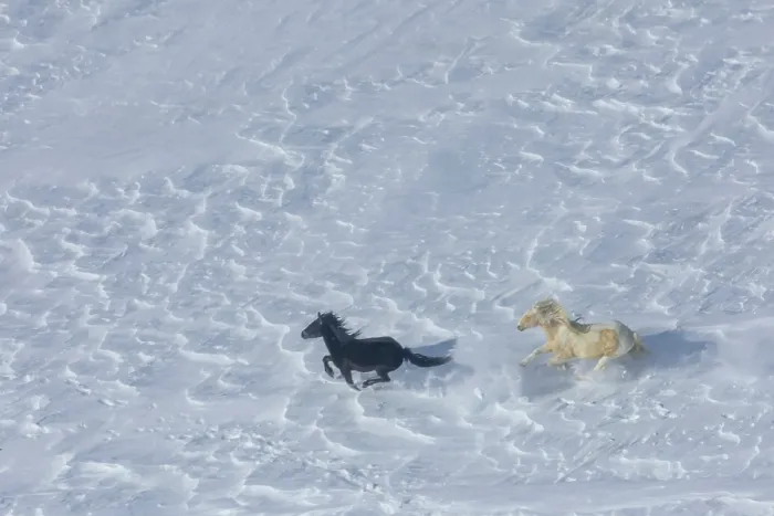 Framed Print : Aerial view of a wild palomino pinto stallion chasing his black mare on the windblown snow on Crooks Mountain, Wyoming, USA. March Framed Print : Aerial view of a wild palomino pinto stallion chasing his black mare on the windblown snow on Crooks Mountain, Wyoming, USA. March