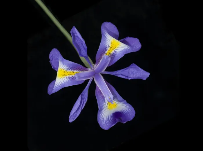 Framed Print : Afghanistan Juno iris (Iris cycloglossa) with yellow nectar guides. In cultivation Framed Print : Afghanistan Juno iris (Iris cycloglossa) with yellow nectar guides. In cultivation