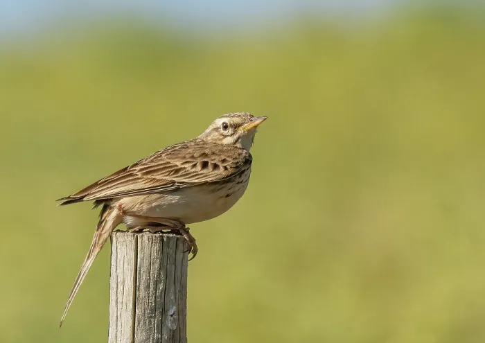 Framed Print : Afrcan pipit (Anthus cinnamomeus) perched on a fence post, De Hoop Nature Reserve, Malgas, Cape Province, South Africa Framed Print : Afrcan pipit (Anthus cinnamomeus) perched on a fence post, De Hoop Nature Reserve, Malgas, Cape Province, South Africa